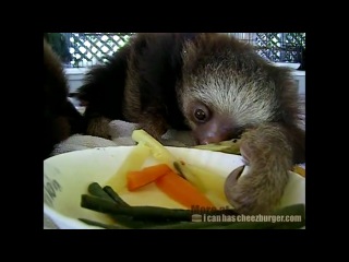 sloths have lunch