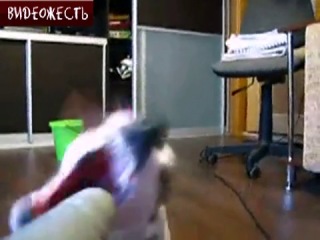 dog vs vacuum cleaner © video