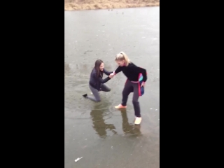 cows on ice