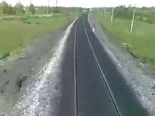 cows hit by a train