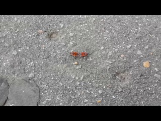 dirt in the center of makhachkala 18