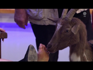 enissa amani animals like us (goat licking feet) milf